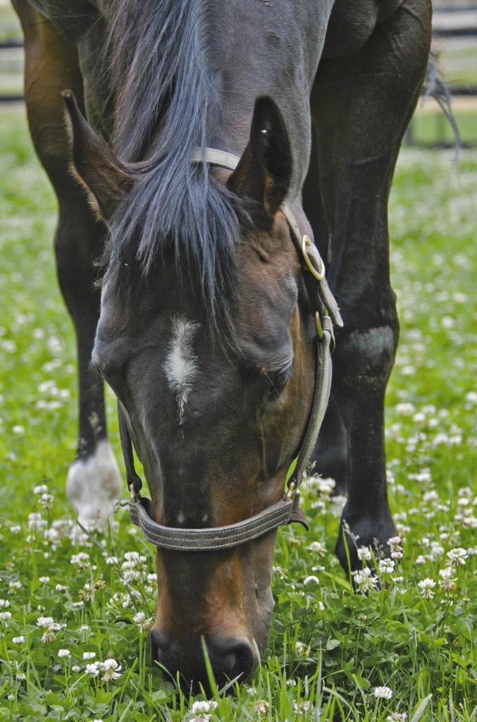 Roaring Lion grazes. (Connie Bush)